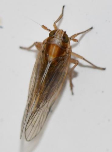 Réf. 344 940 : Javesella pellucida